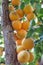 Branch of an apricot tree with ripe fruits against sunlight in summer. Organic plantation