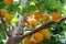 Branch of an apricot tree with ripe fruits against sunlight in summer. Organic plantation