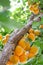 Branch of an apricot tree with ripe fruits against sunlight in summer. Organic plantation