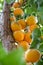 Branch of an apricot tree with ripe fruits in summer on organic plantation