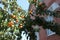 Branch of an apricot tree with ripe fruits at the summer time. rich harvest of large fruits. house in the background.