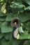 Branch of Aristolochia littoralis