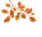 Branch of autumn leaves Cherry plum isolated on a white background. Studio shot