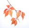 Branch of autumn leaves isolated on a white background. Parthenocissus quinquefolia. studio shot