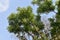 Branch of Azadirachta indica tree, neem tree with blue sky background.