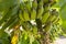 Branch of banana damaged by aphis