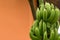 Branch of a banana green many fruits unripe long close-up of a tropical plant on a brown background