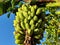 Branch of bananas on banana tree of Bangladesh.