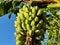 Branch of bananas on banana tree of Bangladesh.