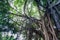 Branch of a banyan tree
