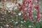 A branch with barberry berries. An autumn branch with red ripe barberry berries on the background of a blurred lawn with