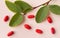 Branch of barberry green leaves with ripe barberries isolated on pink background. Top view