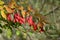 Branch of a barberry ordinary (Berberis vulgaris L.) with berries