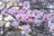 Branch with beautiful almond pink flowers. Minimalism style interior photo