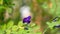 A branch of  beautiful blue Butterfly pea blooming on green leaves of climber, known as bluebell vine or Asian pigeon wings