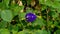 A branch of  beautiful blue Butterfly pea blooming on green leaves of climber, known as bluebell vine or Asian pigeon wings