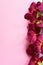 Branch of beautiful bordo orchid flowers on pink background.