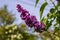 Branch beautiful Burgundy lilac with green leaves closeup.Purple lilac flowers. syringa