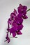 Branch of beautiful dark purple orchid flower Phalaenopsis , Destiny known as the Moth Orchid or Phal, on white background