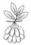 A branch of a beautiful dogwood berry, medicinal plant. Useful tasty berries for health and medicine. Graphic image. Vector