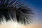 Branch of a beautiful exotic palm tree against the sky.