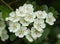 A branch of beautiful Hawthorn Tree, blossom, Crataegus monogyna, growing in the countryside in the UK.