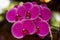 Branch of beautiful Phalaenopsis orchid. Phalaenopsis growing, orchids. Floral background.