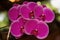 Branch of beautiful Phalaenopsis orchid. Phalaenopsis growing, orchids. Floral background.