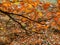 Branch of beech with golden autumn leaves 2