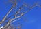 Branch Beech Tree Blue Sky