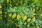 Branch of Berberis vulgaris with pendulous yellow flowers