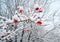 Branch with berries of viburnum in the snow.