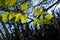 Branch of Betula grossa, commonly known as Japanese cherry birch.