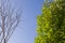 Branch of birch with leaves and without on the background with blue sky. Summer contrast. Opposites