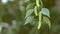 Branch birch leaves green landscape background slow motion video
