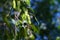 Branch of birch tree Betula pendula, silver birch, warty birch, European white birch
