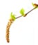 Branch of Birch Tree with buds and leaves close up