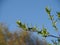 Branch of bird - cherry on blue sky.