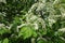 Branch of bird cherry with lots of white flowers