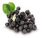 Branch of black chokeberry (Aronia melanocarpa) isolated on the