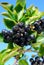 Branch of black chokeberry fruits in the garden