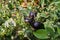 A branch of black prince tomatoes grown on a farm in the village.Ripe tomatoes ready to pick in a greenhouse