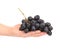 Branch of black ripe grapes on hand.