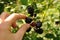 Branch of blackberry
