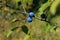 Branch of blackthorn tree. Blue berries on a branch over blurry background.