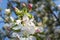 Branch of blooming apple tree with big white and pink flowers and bee on it,