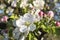Branch of blooming apple tree with big white and pink flowers and bee on it,