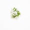 Branch blooming apple tree on white background. Mockup. View from above.