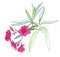 A branch of a blooming bright pink oleander. Watercolor drawing