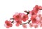 A branch of blooming cherry, plum, apple tree, apricot, peach, pear. Blooming fruit garden tree. Large red and pink flowers. Isola